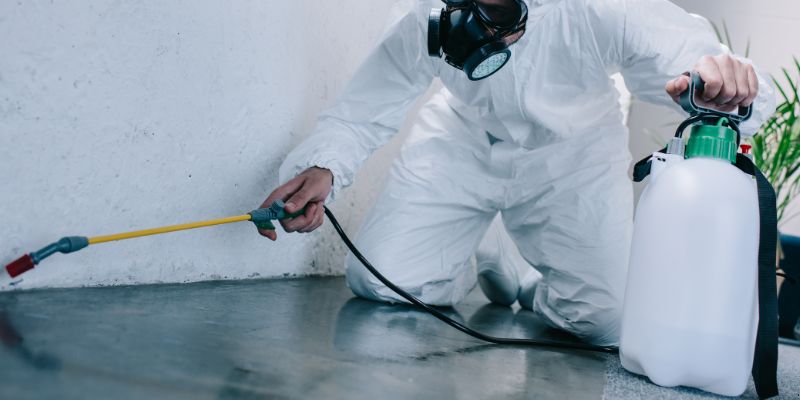 Como é Feita a Dedetização de Baratas em Fortaleza: Conheça 6 Métodos Como é feita a dedetização de baratas em Fortaleza